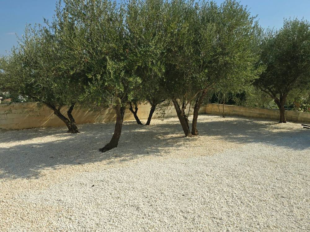 After: olive grove on white gravel