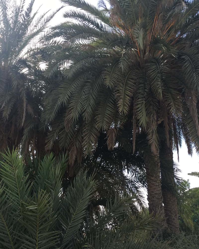 Before: overgrown date palms with heavy drooping fronds